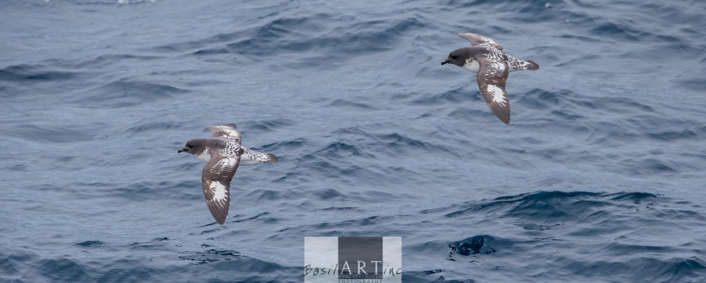 Pintadas (Cape Terns) in flight
