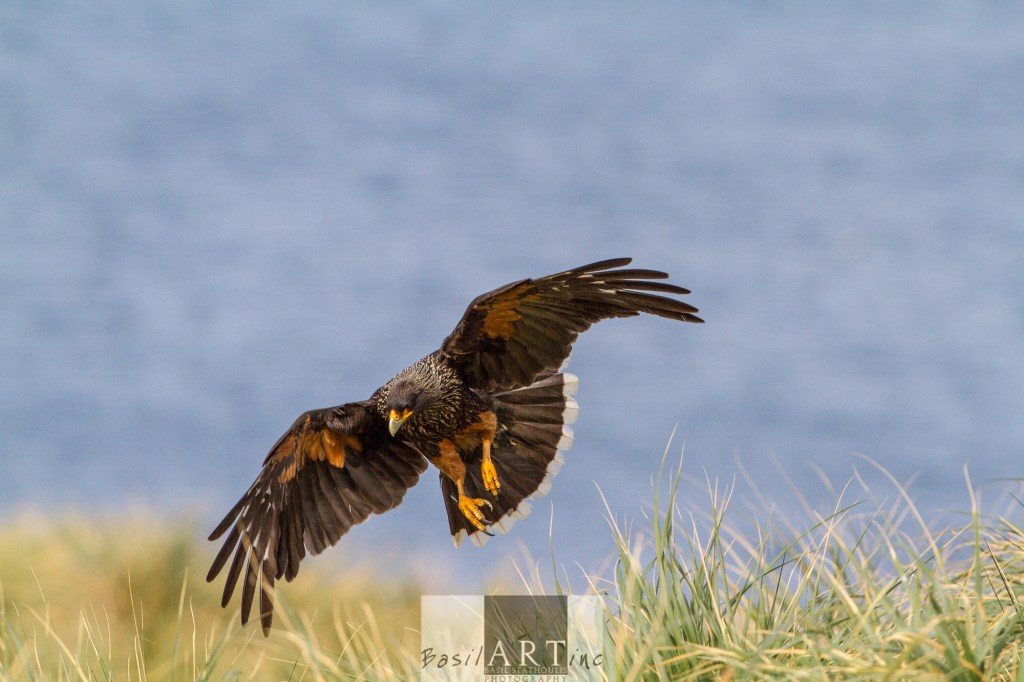 Striated Caracara