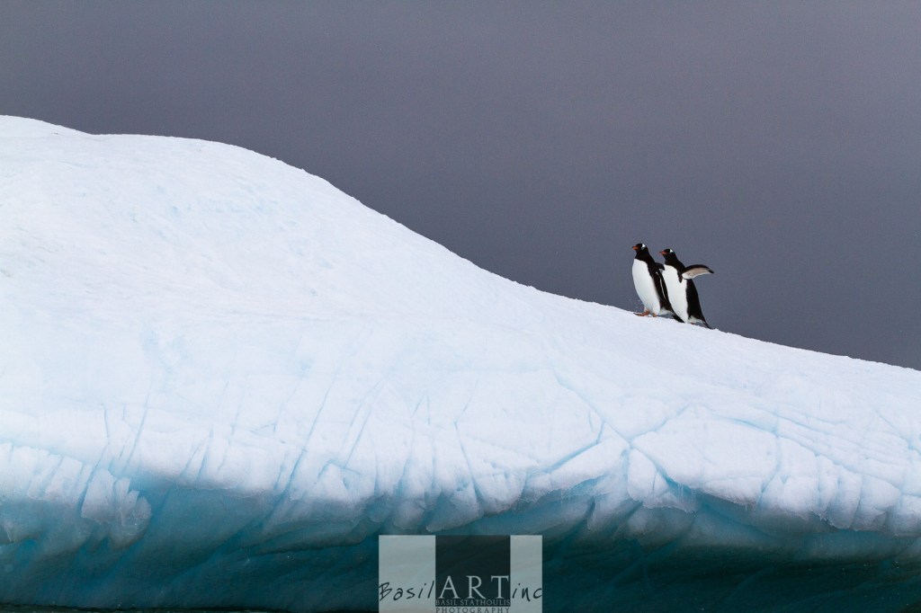 No 7 of 9: Penguins on Ice