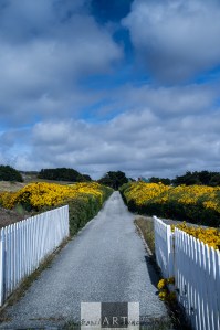 The flower lined lane to Government House