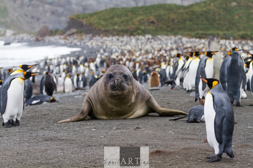 Southern Elephant Seal amongst the King Penguins