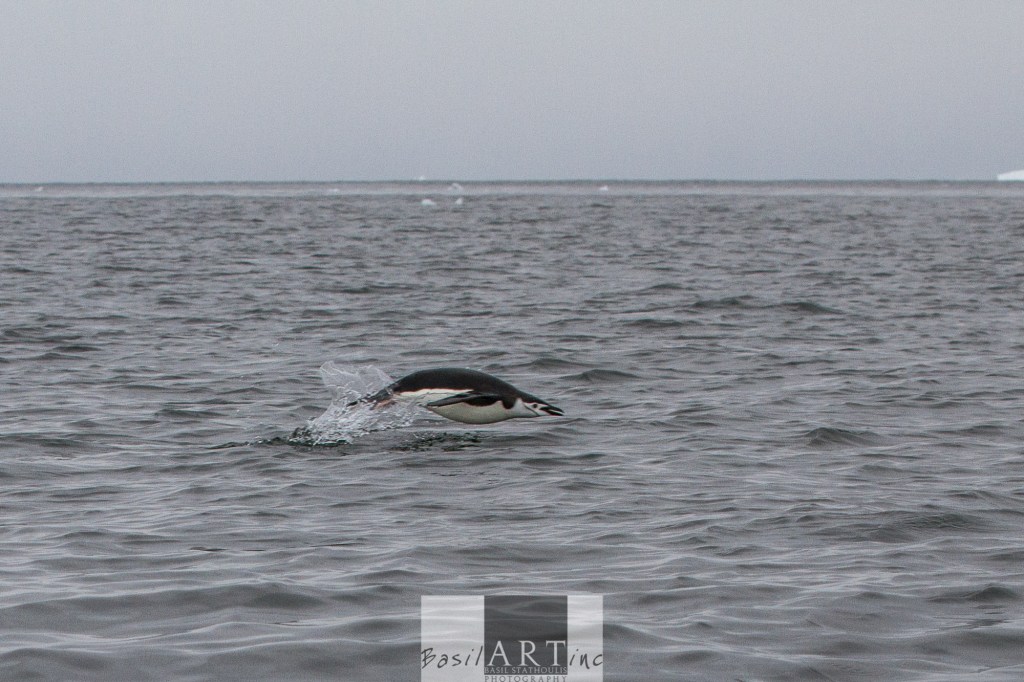 Chinstrap penguin porpoising