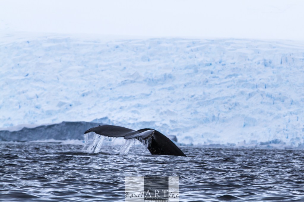 A digital picture that makes me smile: Humpback diving in front of a glacier wall