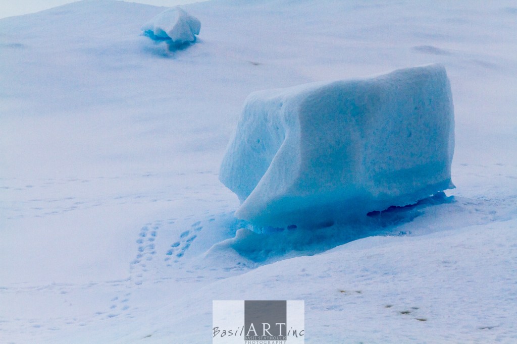 Penguins prints in the ice