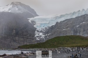 Glacier and Cliff above the King Penguin Colony