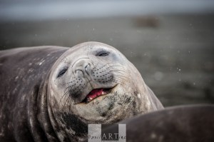 Portrait of an Elephant Seal in the Snow
