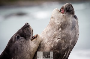 Elephant Seals Jousting 