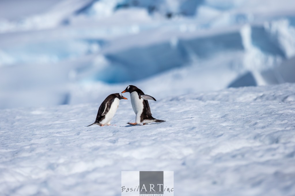 This way, then that way