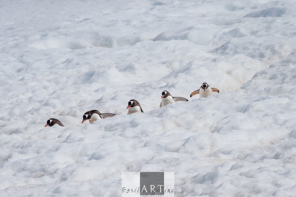 Lost in a penguin highway