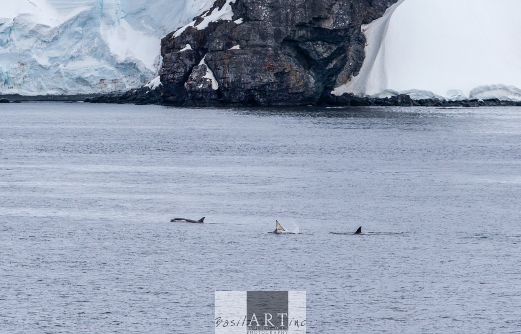 Family of Orcas