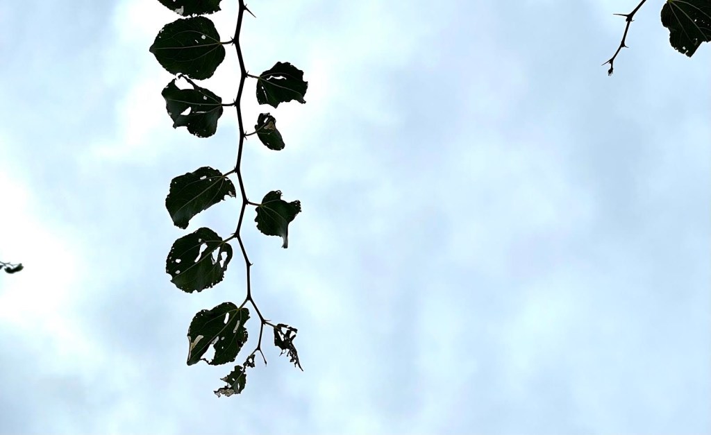 The Tree of&nbsp;Life