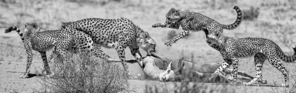 Another Stray Bullet